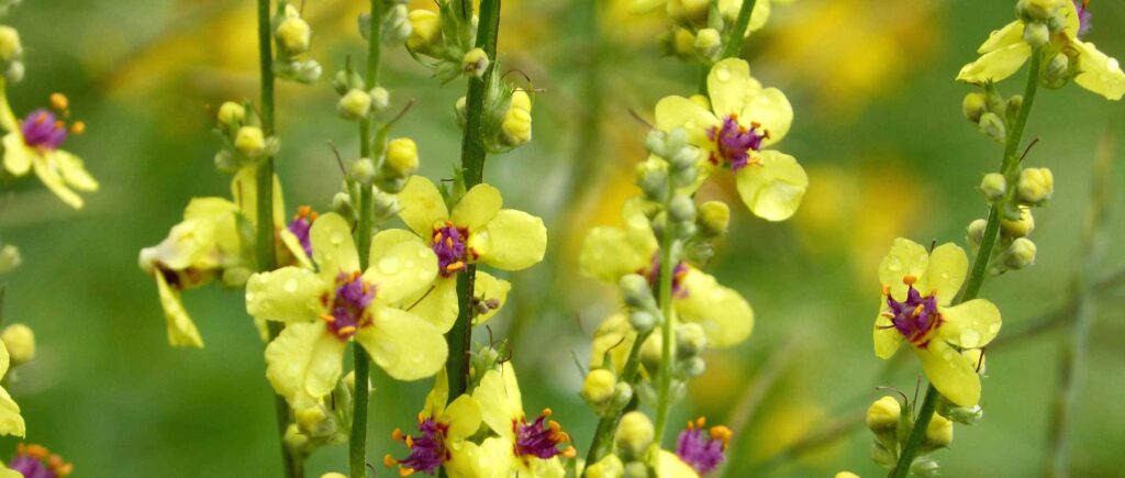 Les fleurs de molène : Un trésor médicinal aux multiples bienfaits 3 Verbascum planter cultiver entretenir