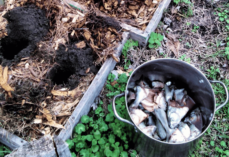 Engrais Poisson Jardin : Le Guide INCROYABLE pour Fertiliser Naturellement (4 Méthodes Efficaces en 2025) 3 engrais poisson jardin