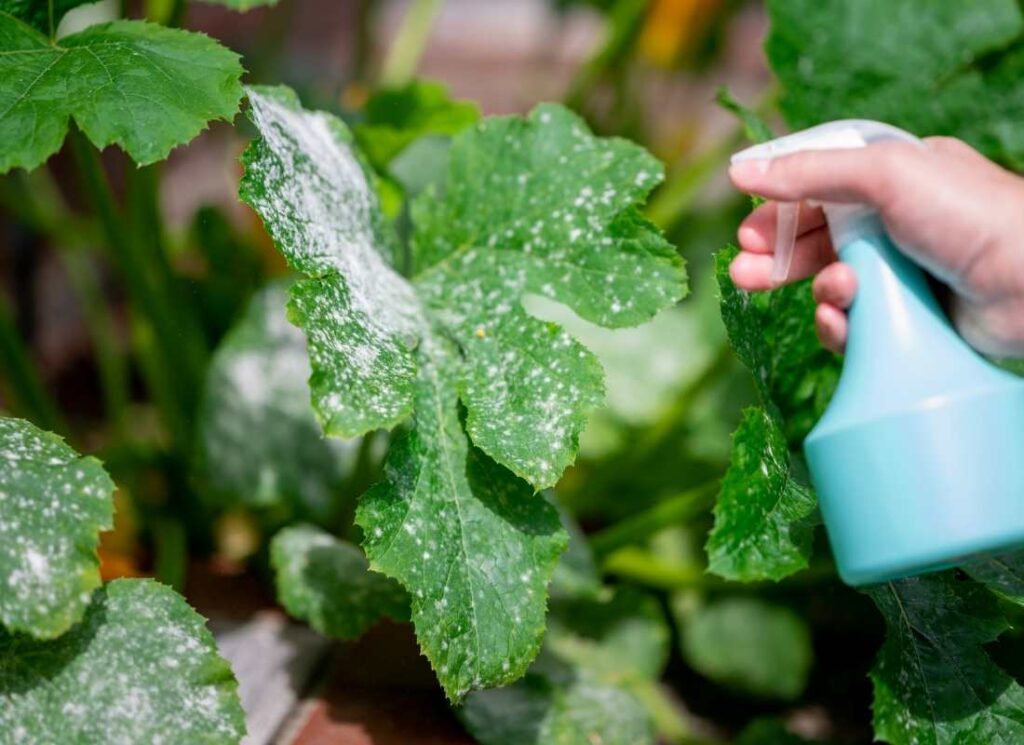 Bicarbonate de Soude au Jardin : L'Astuce Naturelle et Économique Contre Pucerons, Mildiou et Limaces ? 2 Bicarbonate de Soude
