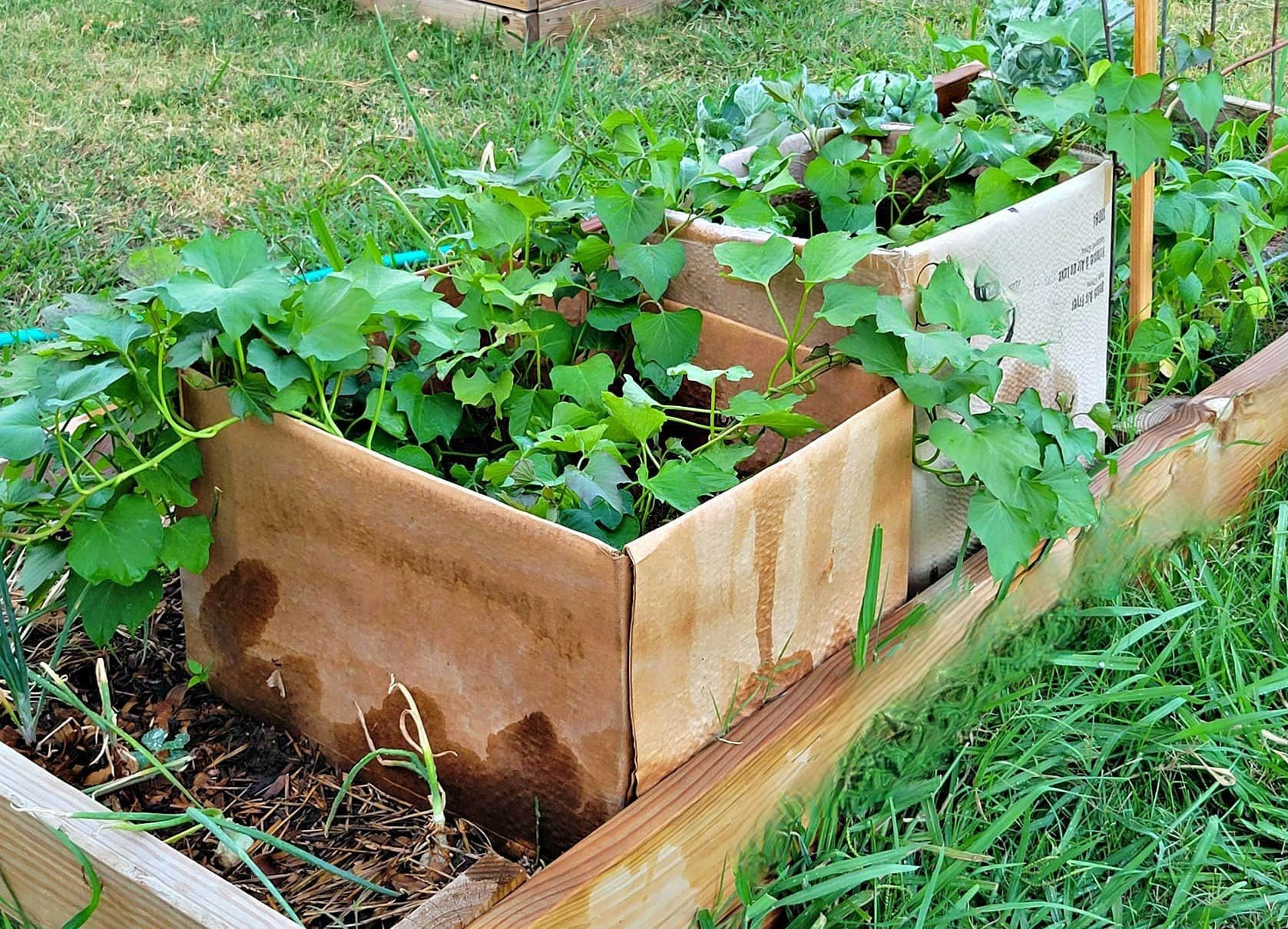 Culture Patate Douce en Pot : Le Guide ULTIME + 7 Étapes Faciles pour 2025 2 Plant de patate douce luxuriant poussant dans un grand pot noir sur une terrasse ensoleillée, illustrant la culture de la patate douce en pot.