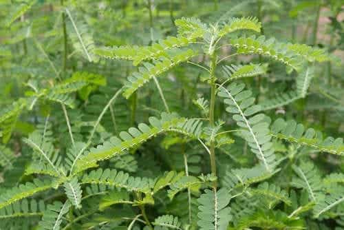25 Bienfaits Révélés du Casse-pierre (Phyllanthus niruri) & Comment l'Utiliser Efficacement 2 Plante Casse-pierre (Phyllanthus niruri) fraîche, illustrant ses nombreux bienfaits pour la santé rénale et hépatique