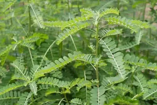 Plante Casse-pierre (Phyllanthus niruri) fraîche, illustrant ses nombreux bienfaits pour la santé rénale et hépatique