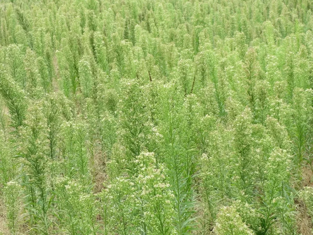 Vergerette du Canada : 5 Bienfaits Incroyables & Utilisations de cette Plante Méconnue 3 Vergerette du Canada