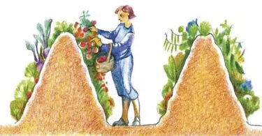 Butte de Hugelkultur en pente bien construite et plantée, illustrant les avantages des buttes de Hugelkultur en pente.