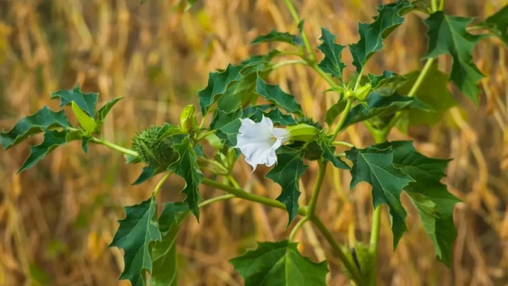 Datura (Stramoine, Brugmansia):Pourquoi cette Plante Toxique 2 Datura
