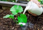 Plant de concombre luxuriant avec plusieurs fruits, illustrant l'efficacité des engrais naturels pour concombres