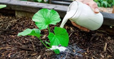 Plant de concombre luxuriant avec plusieurs fruits, illustrant l'efficacité des engrais naturels pour concombres