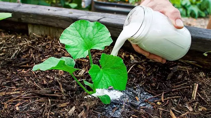 Plant de concombre luxuriant avec plusieurs fruits, illustrant l'efficacité des engrais naturels pour concombres