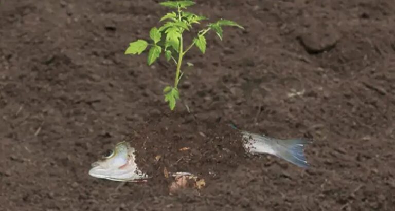 engrais poisson jardin