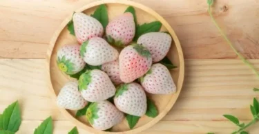 fraise blanche 1