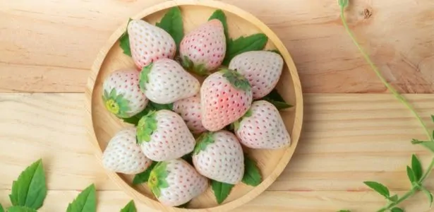 Comment faire pousser des fraises blanches