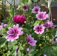 Mauve Naine