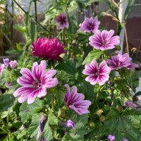 Mauve Naine