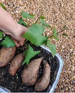 Plant de patate douce luxuriant poussant dans un grand pot noir sur une terrasse ensoleillée, illustrant la culture de la patate douce en pot.