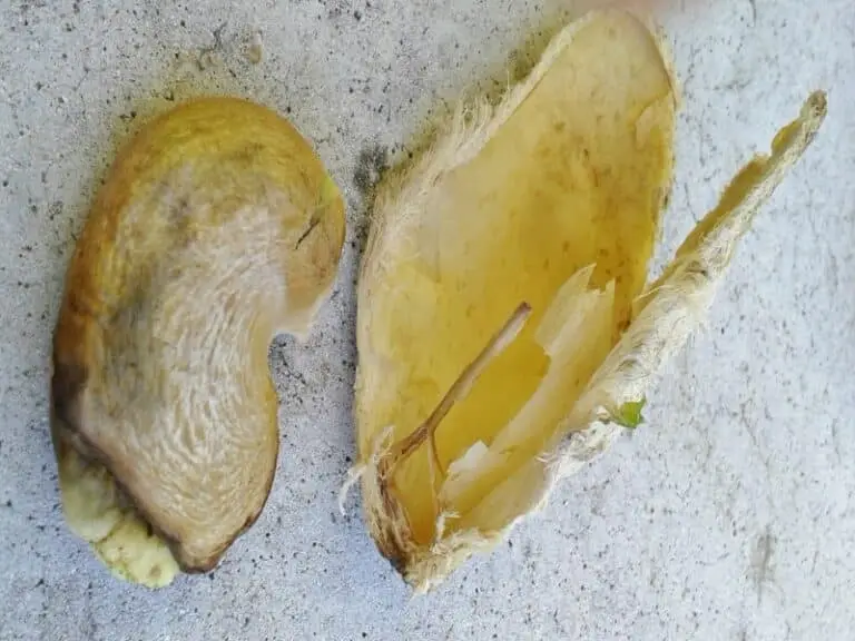Noyau de mangue en germination pour faire pousser un manguier