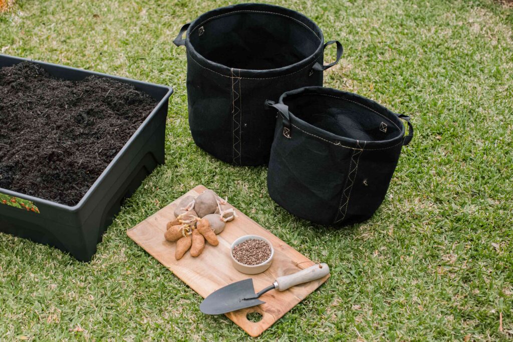 Culture Patate Douce en Pot : Le Guide ULTIME + 7 Étapes Faciles pour 2025 3 Plant de patate douce luxuriant poussant dans un grand pot noir sur une terrasse ensoleillée, illustrant la culture de la patate douce en pot.