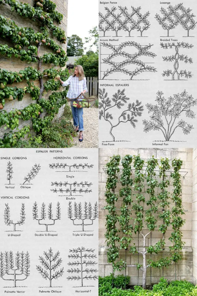 arbres fruitiers en espalier