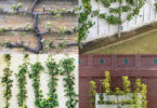 arbres fruitiers en espalier