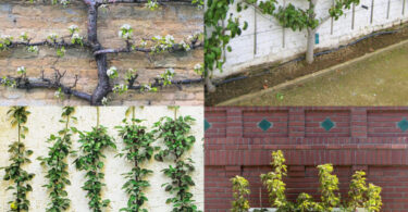 arbres fruitiers en espalier