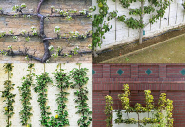 arbres fruitiers en espalier