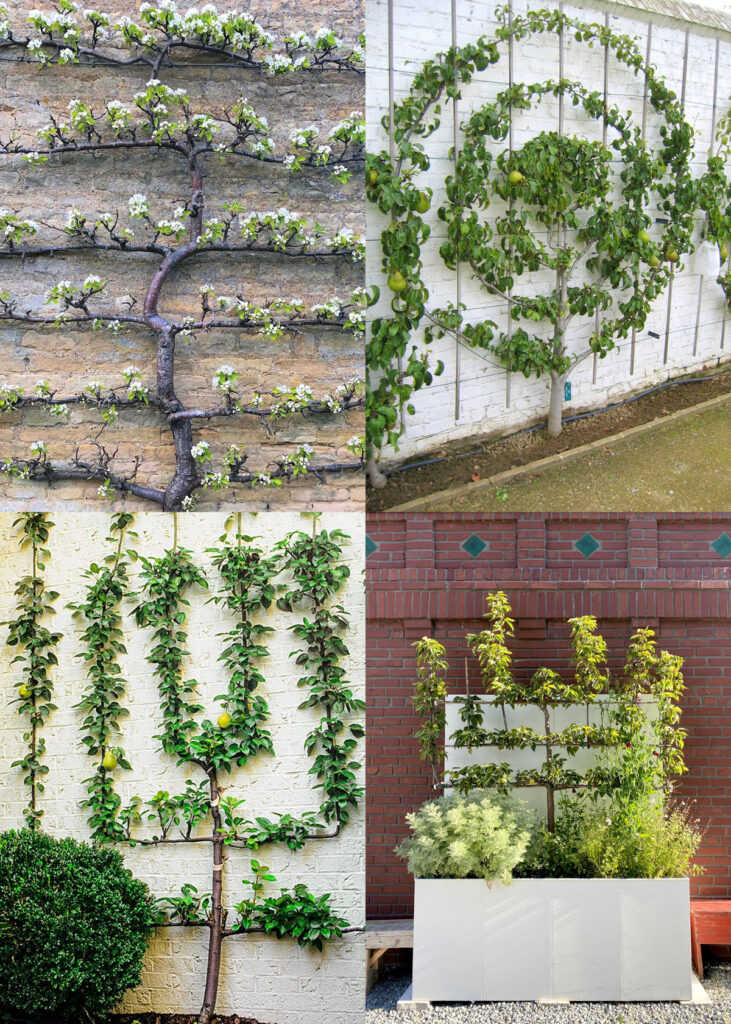 arbres fruitiers en espalier