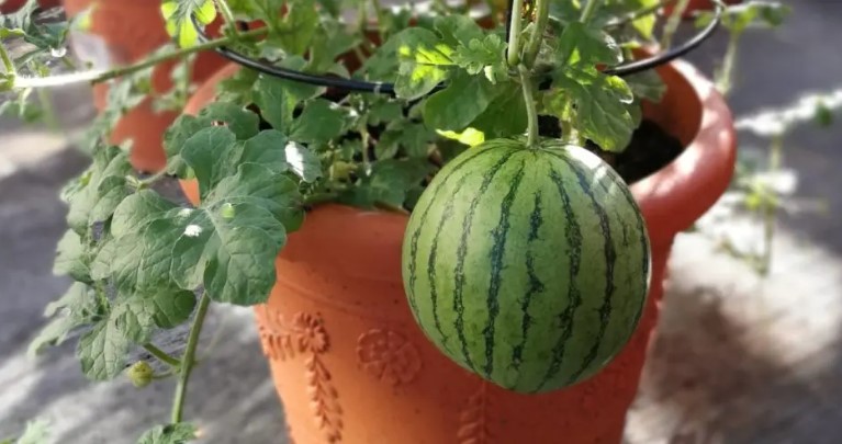 Cultiver la Pastèque en Pot : Le Guide Complet pour Réussir 2 pastèque en pot