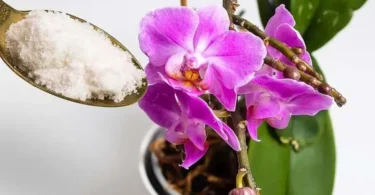 how to make an orchid bloom again with garlic powder 800x500 1