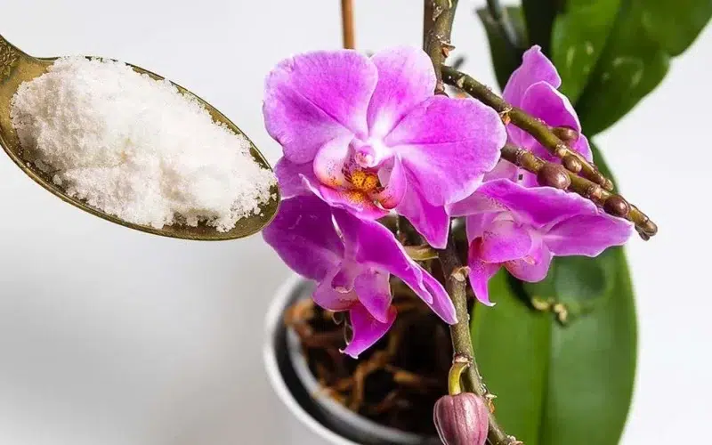 how to make an orchid bloom again with garlic powder 800x500 1