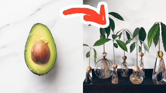 Jeune avocatier cultivé en pot à partir d'un noyau