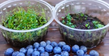 cultiver des myrtilles à partir de fruits achetés