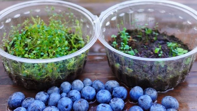 cultiver des myrtilles à partir de fruits achetés