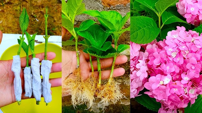 Bouturage Hortensia : Le Guide ULTIME + 4 Étapes FACILES pour Multiplier Vos Hortensias en 2025 3 Main préparant une bouture pour le bouturage hortensia, illustrant la méthode simple