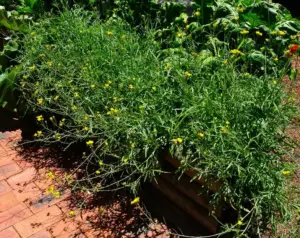 Plante d'Aloe Vera fraîchement coupée montrant son gel intérieur précieux.