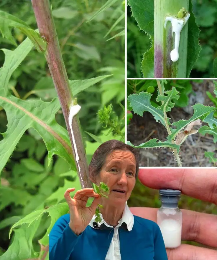 Laitue Scariole (Lactuca serriola) avec ses feuilles caractéristiques et sa nervure centrale épineuse