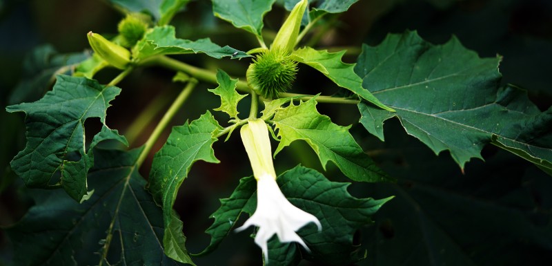 Datura (Stramoine, Brugmansia):Pourquoi cette Plante Toxique 3 Datura