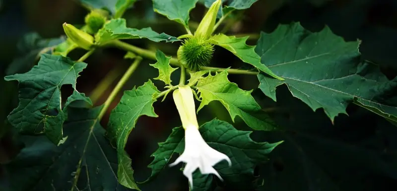Datura