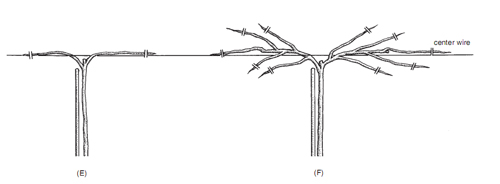 Taille du Kiwi (Actinidia) : Quand et Comment Tailler pour une Récolte Abondante ? 3 Taille du Kiwi (Actinidia) : Quand et Comment Tailler