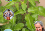 Feuilles de Kalanchoe pinnata utilisées pour leurs bienfaits médicinaux
