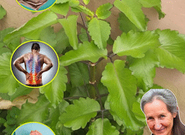 Feuilles de Kalanchoe pinnata utilisées pour leurs bienfaits médicinaux