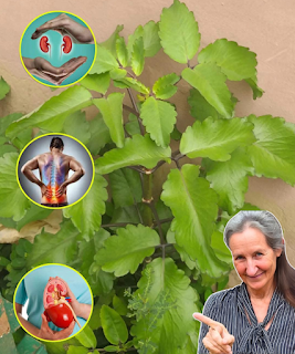 Feuilles de Kalanchoe pinnata utilisées pour leurs bienfaits médicinaux