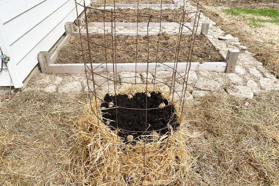Construire une Tour à Pommes de Terre : Guide Facile pour une Récolte Abondante (Même en Petit Espace !) 2 Pommes de Terre