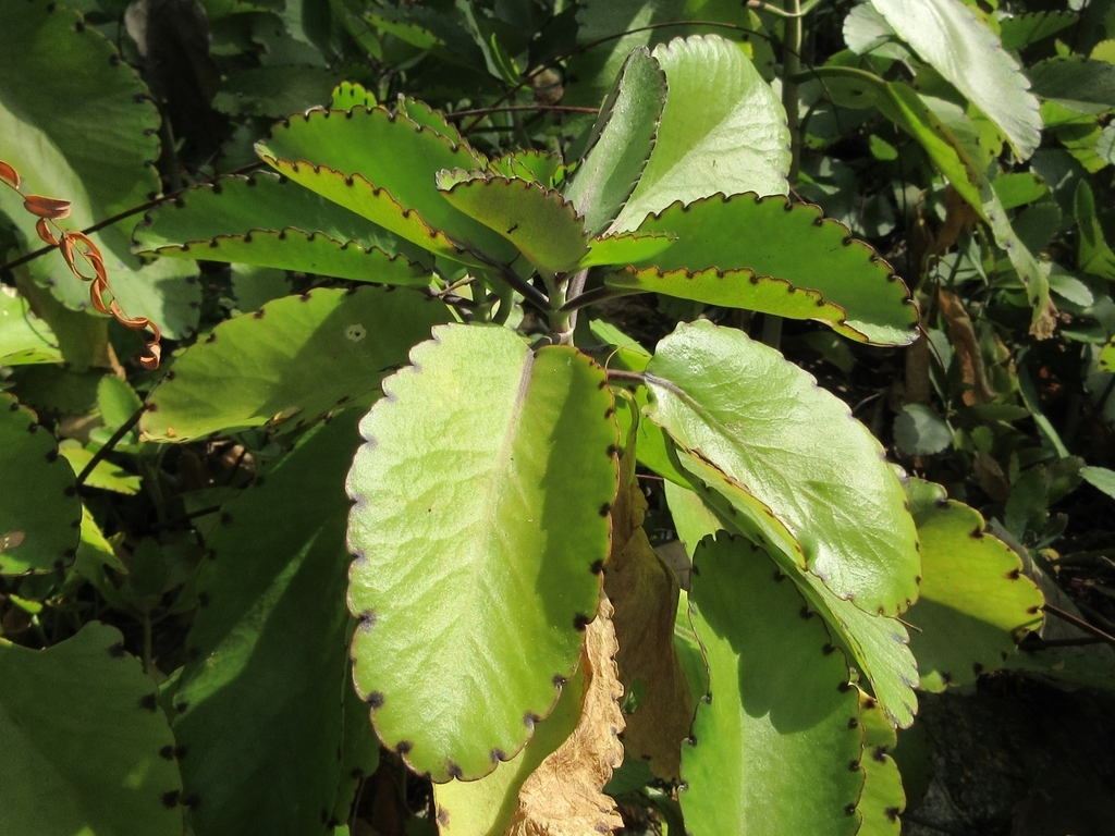 Kalanchoe Pinnata : 7 Bienfaits Incroyables & Usages (Le Guide Essentiel) 2 Feuilles de Kalanchoe pinnata utilisées pour leurs bienfaits médicinaux