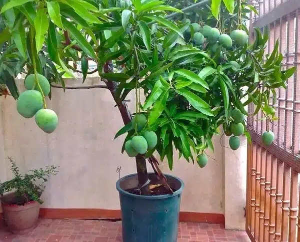 Faire Pousser Manguier Noyau : Le Guide Ultime en 5 Étapes Faciles ! 3 Noyau de mangue en germination pour faire pousser un manguier