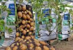 Plantation pour la culture pomme de terre en sac.