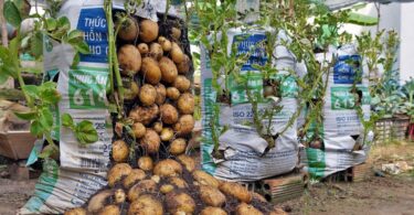 Plantation pour la culture pomme de terre en sac.