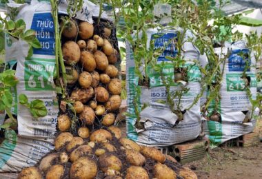 Plantation pour la culture pomme de terre en sac.
