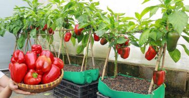 Plant de piments sain illustrant une culture des piments réussie grâce à une astuce secrète