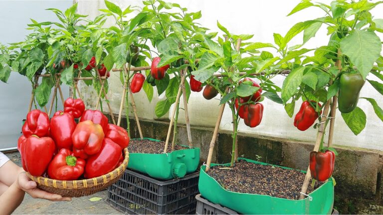 Plant de piments sain illustrant une culture des piments réussie grâce à une astuce secrète