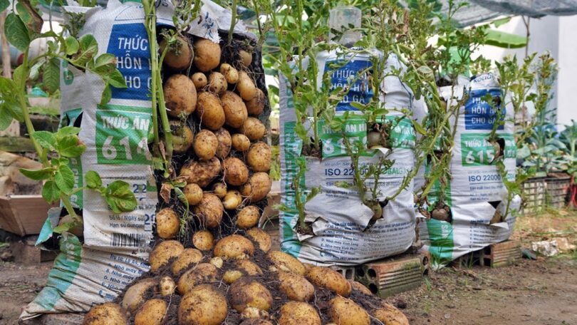 Plantation pour la culture pomme de terre en sac.