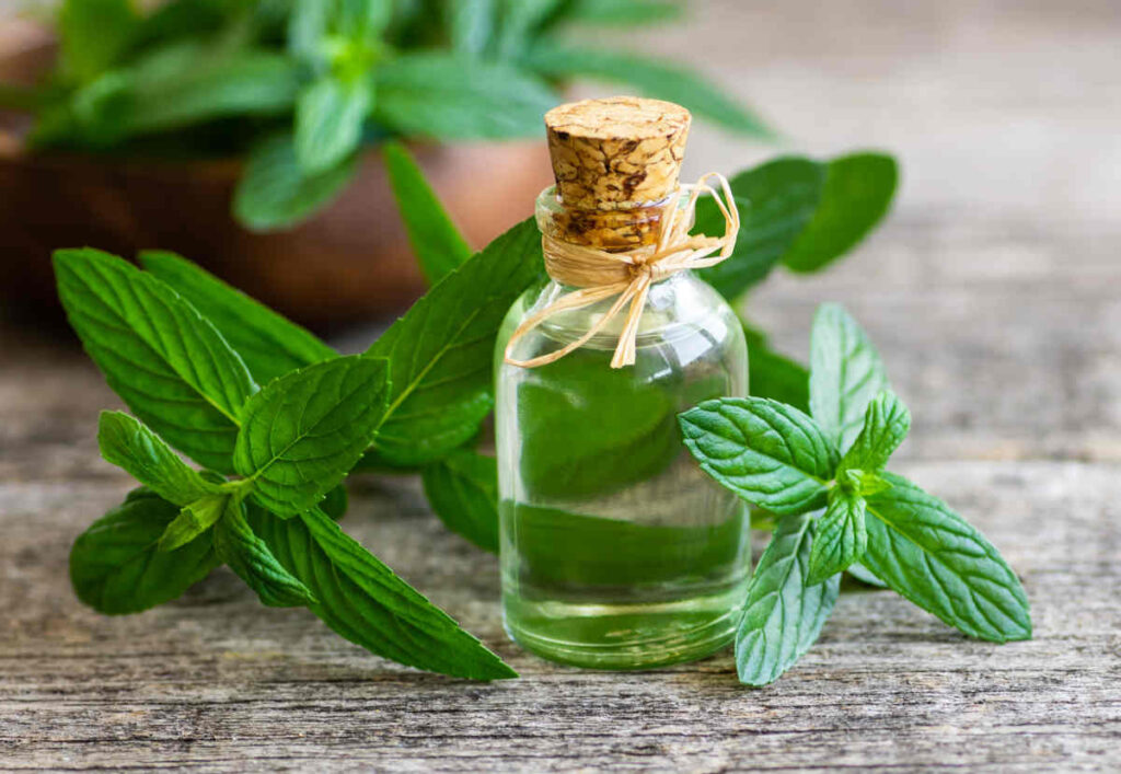 Bienfaits de la Menthe : Le Guide Extraordinaire + 7 Utilisations Surprenantes 2 bienfaits de la menthe